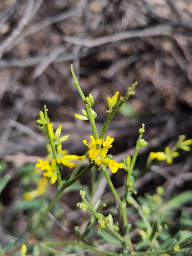 Anthyllis hermanniae photo 7