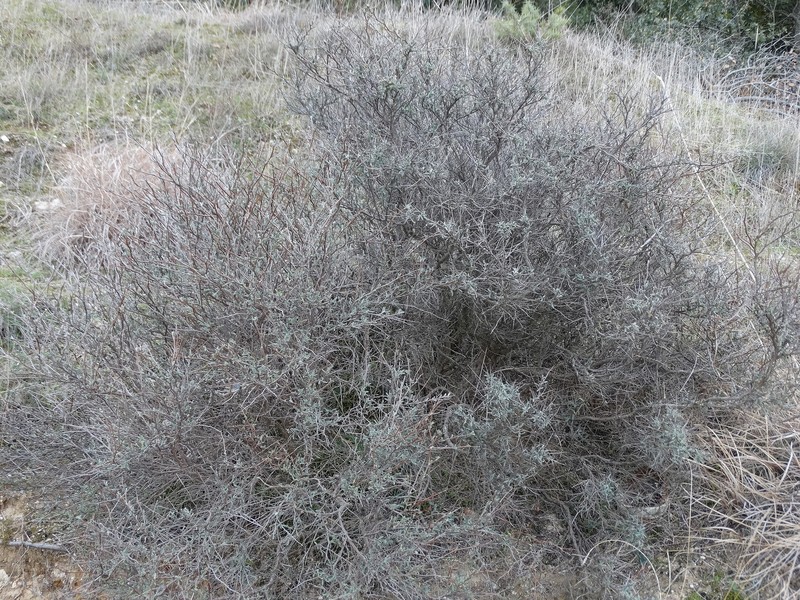 Anthyllis hermanniae subsp. hermanniae
