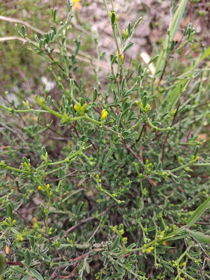 Anthyllis hermanniae subsp. hermanniae photo 2