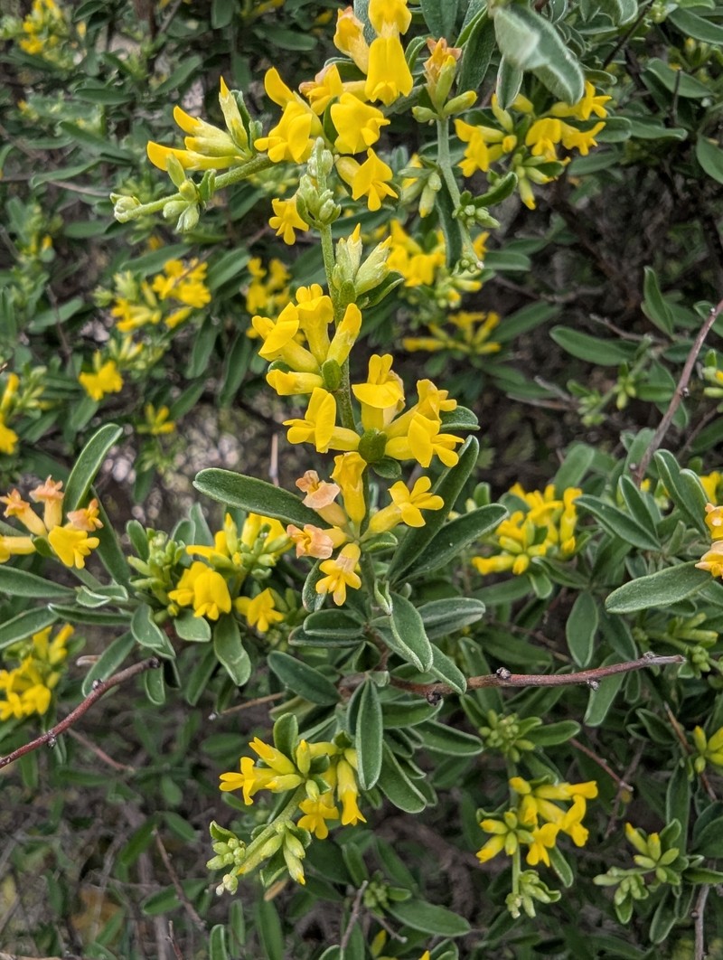 Anthyllis hermanniae subsp. hermanniae photo 3