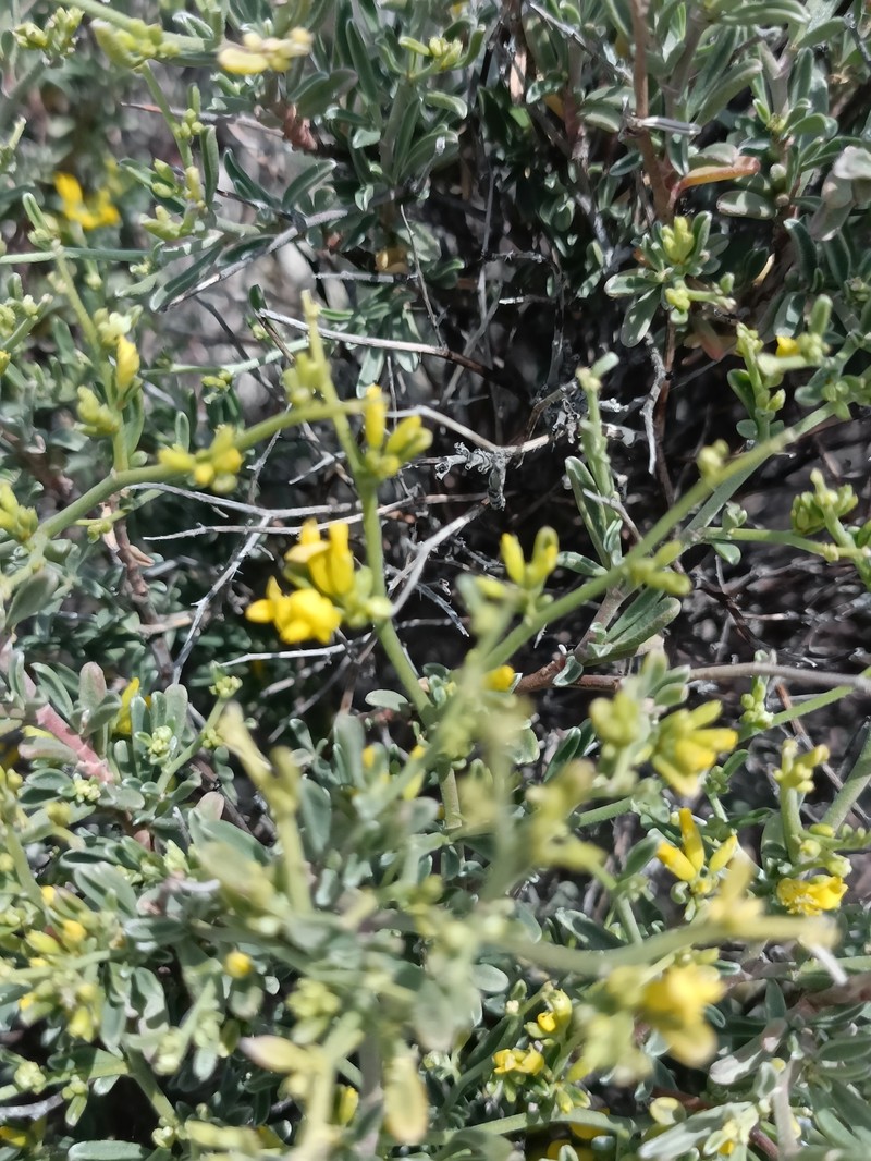 Anthyllis hermanniae subsp. hermanniae photo 4