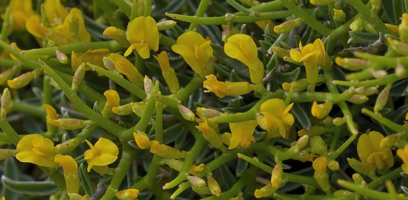 Anthyllis hystrix
