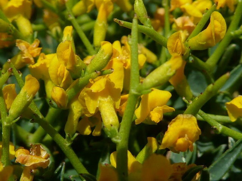 Anthyllis hystrix photo 2