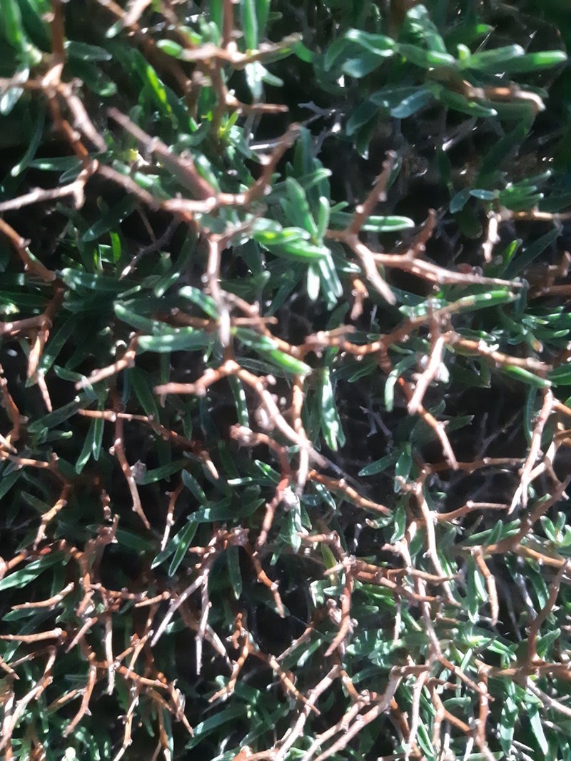 Anthyllis hystrix photo 3