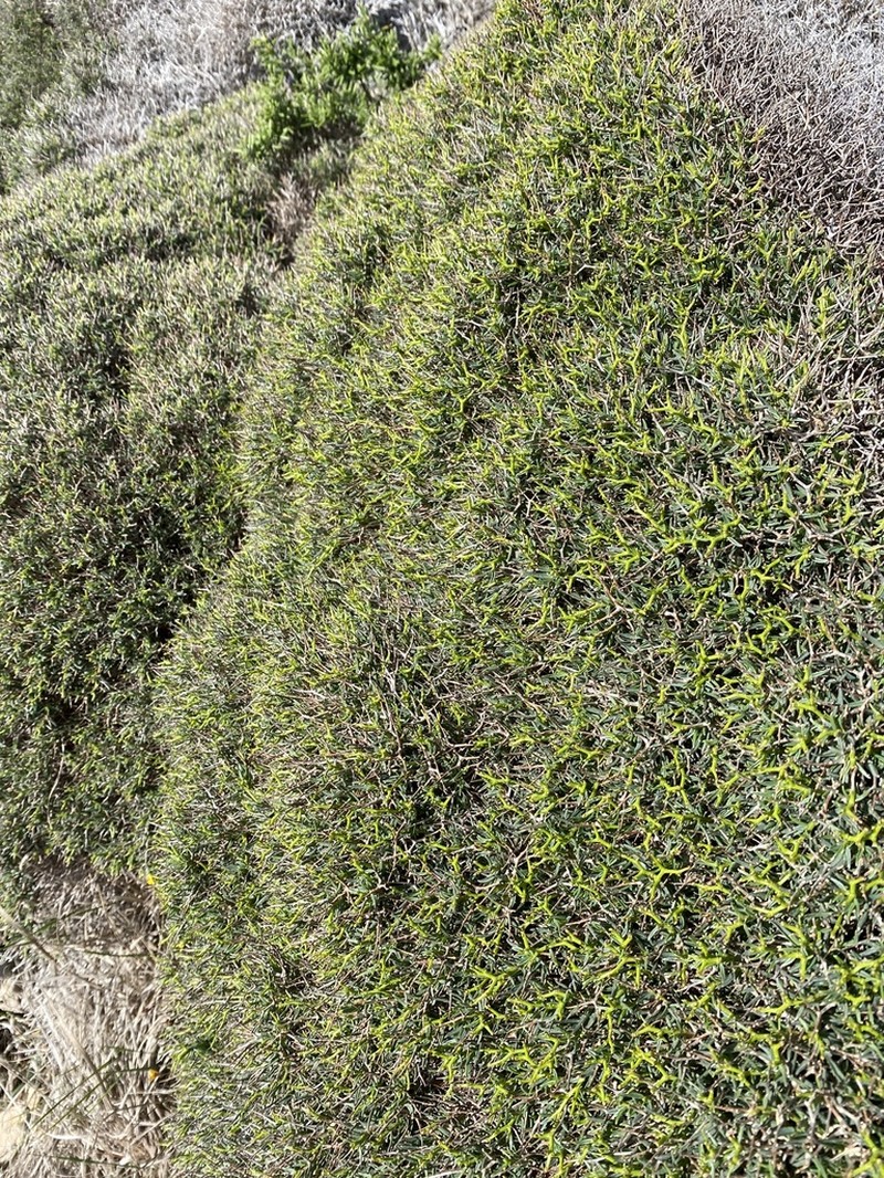 Anthyllis hystrix photo 4