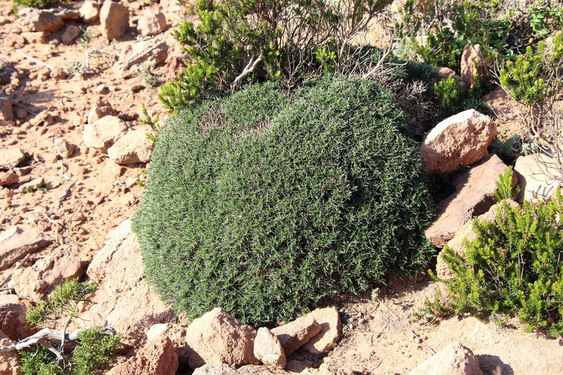 Anthyllis hystrix photo 5