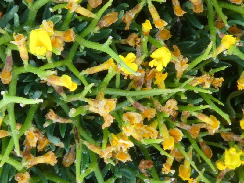 Anthyllis hystrix photo 6
