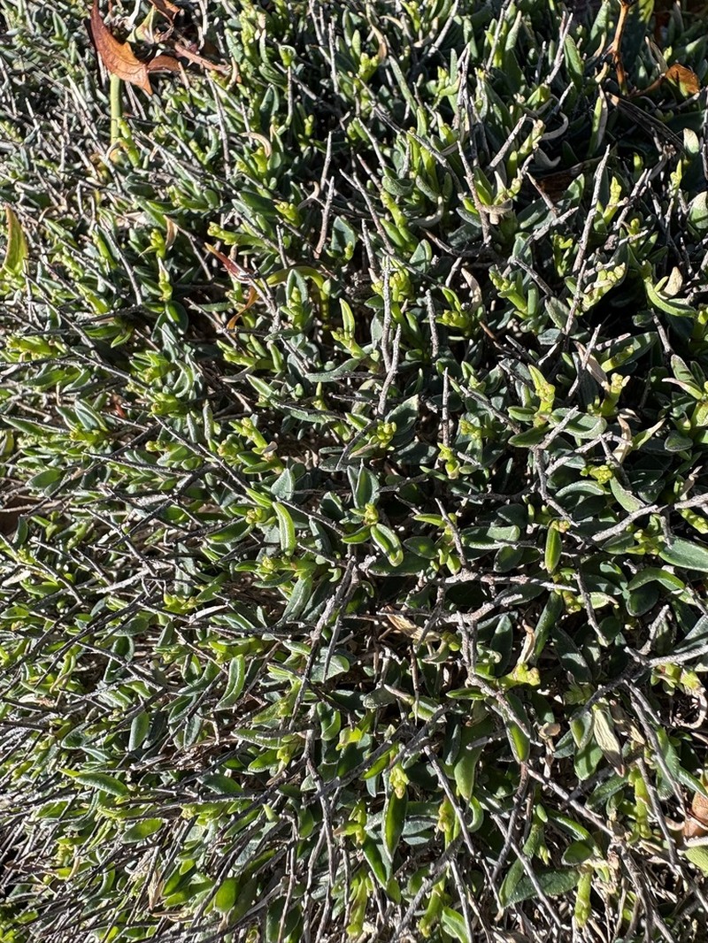 Anthyllis hystrix photo 7