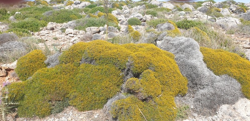 Anthyllis hystrix photo 8