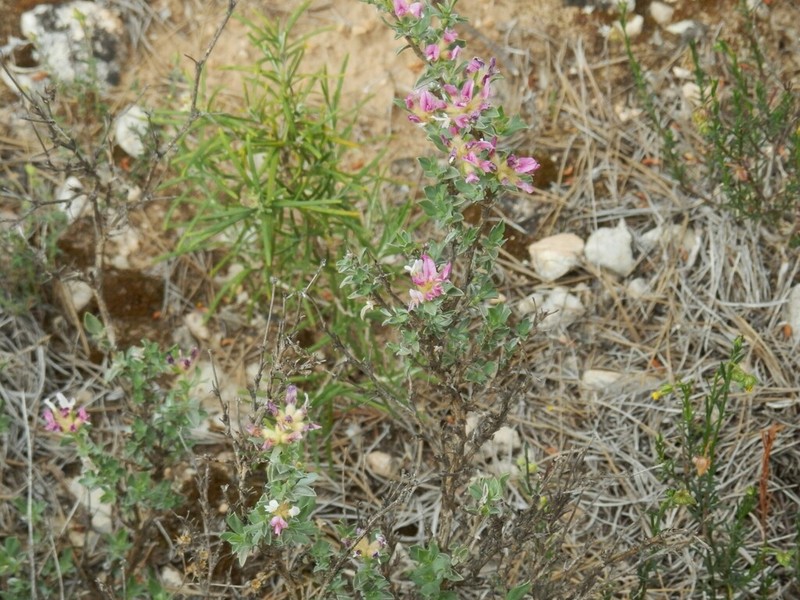 Anthyllis lagascana photo 3