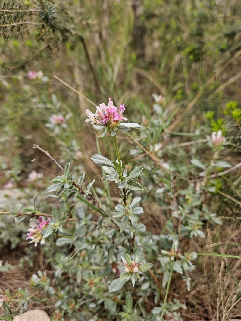Anthyllis lagascana photo 7