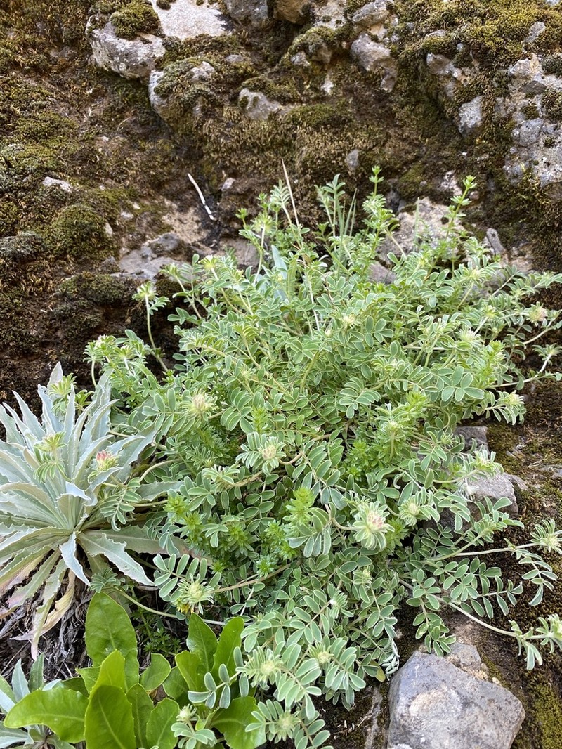 Anthyllis lemanniana