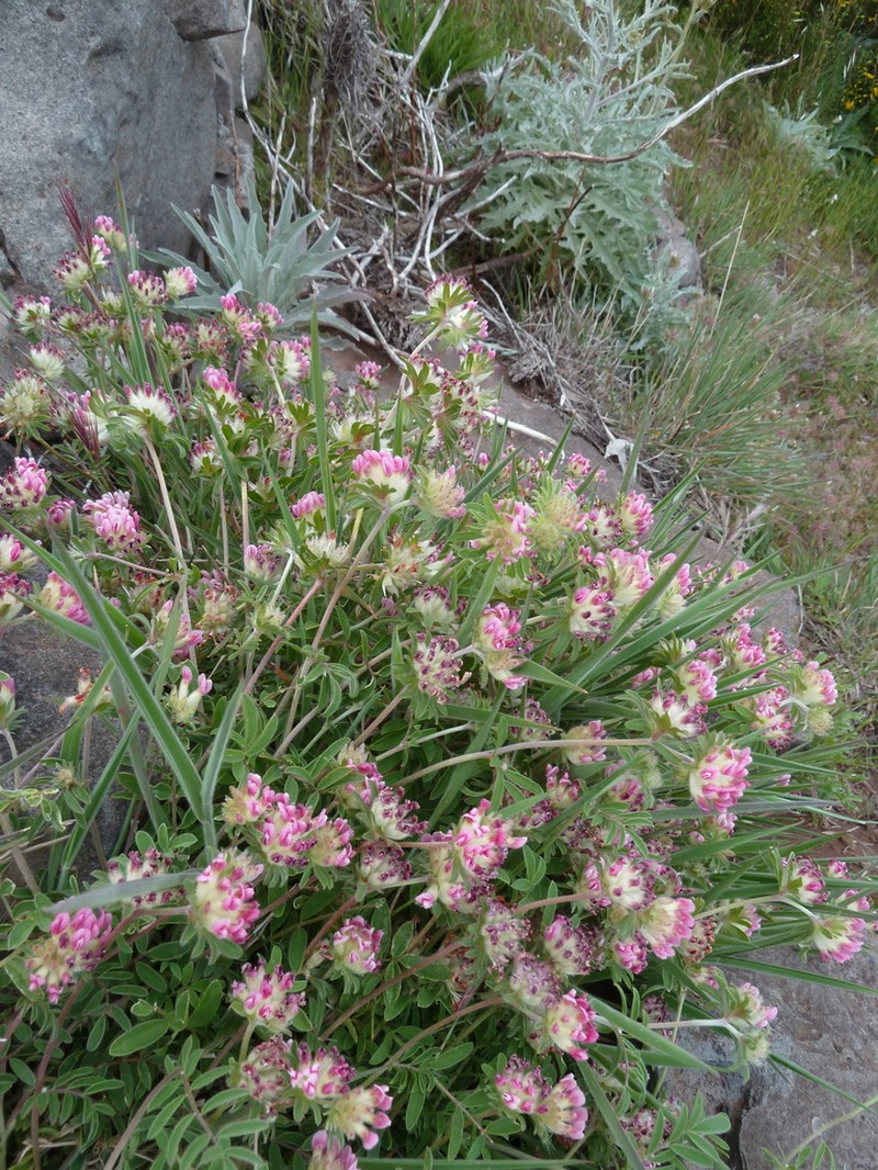 Anthyllis lemanniana photo 2