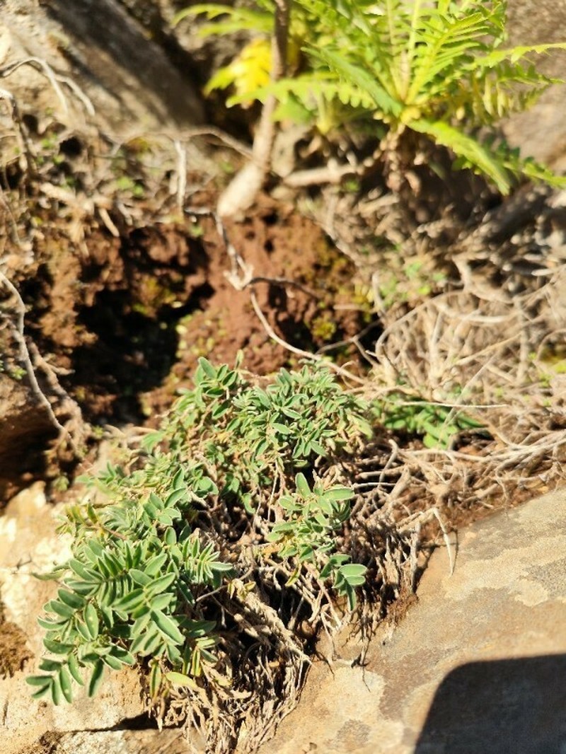 Anthyllis lemanniana photo 3