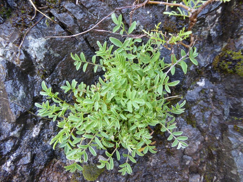 Anthyllis lemanniana photo 5