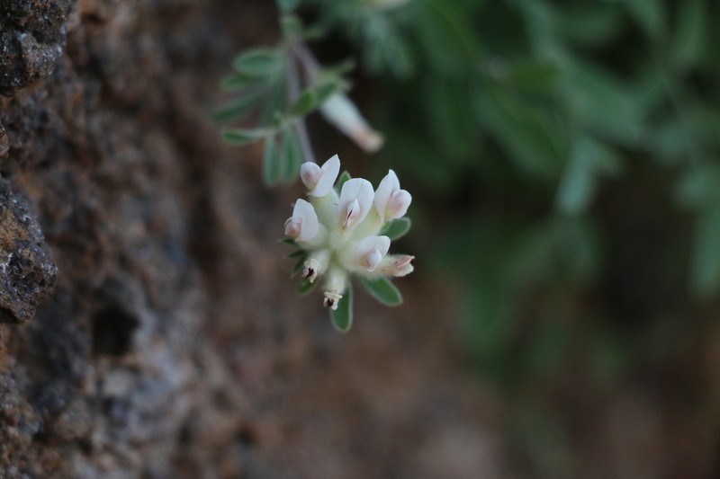 Anthyllis lemanniana photo 7