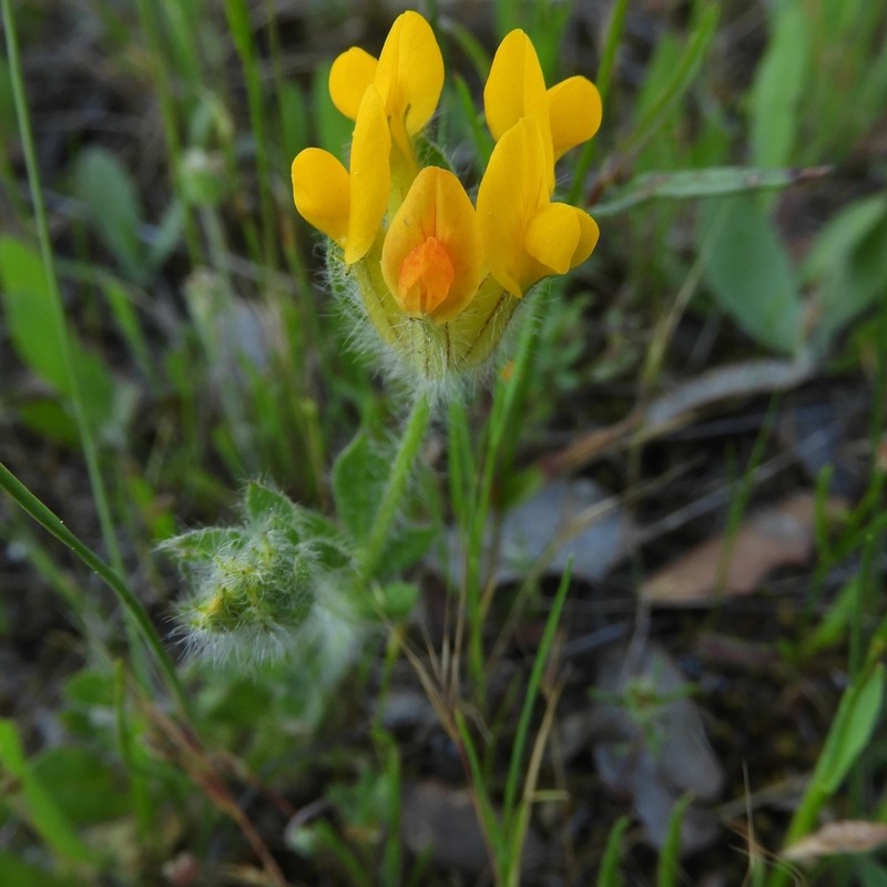 Anthyllis lotoides