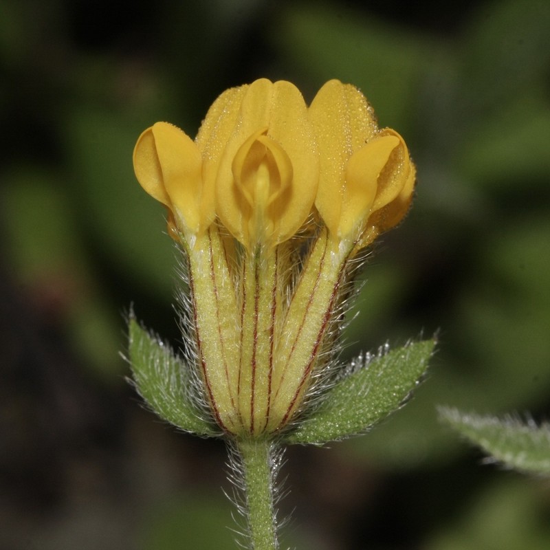 Anthyllis lotoides photo 2