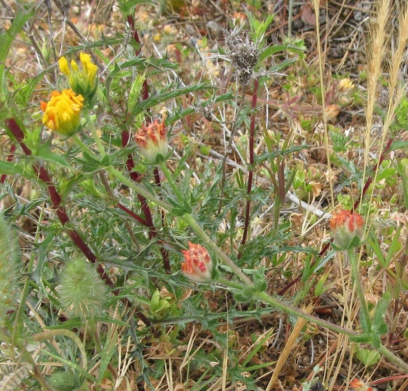 Anthyllis lotoides photo 3