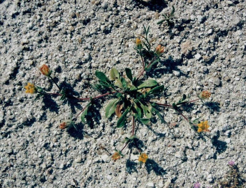 Anthyllis lotoides photo 5