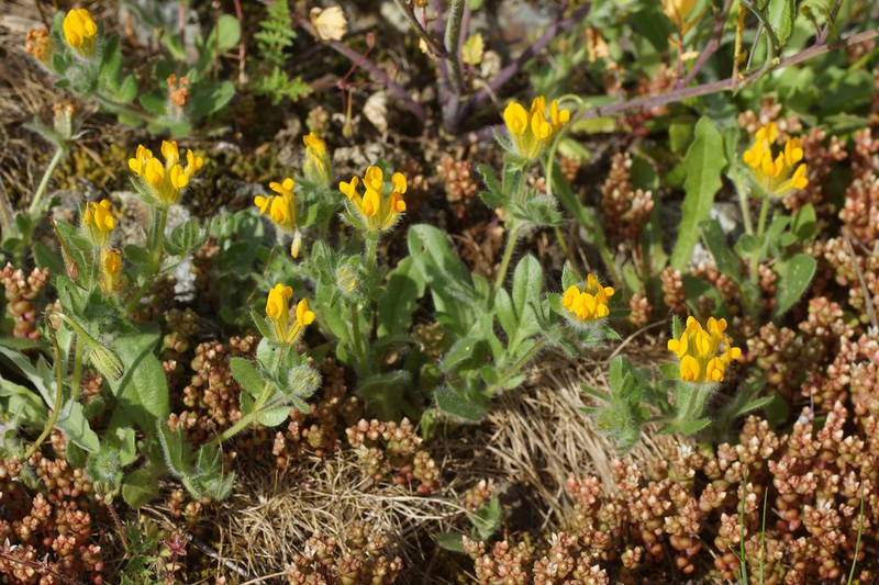 Anthyllis lotoides photo 6