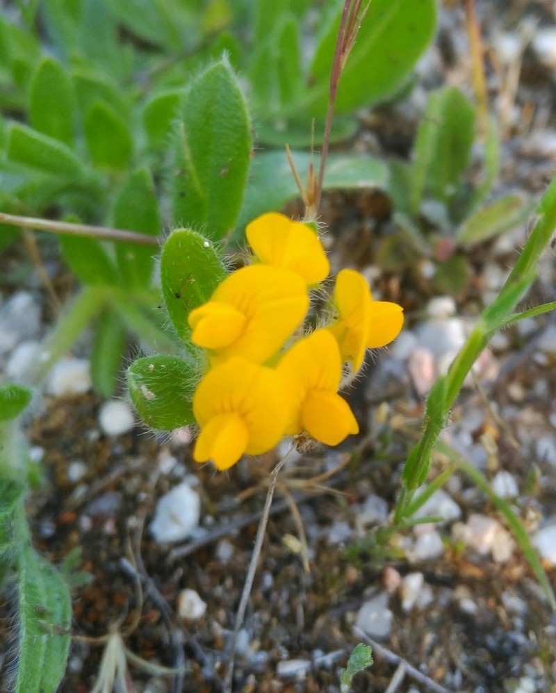 Anthyllis lotoides photo 7
