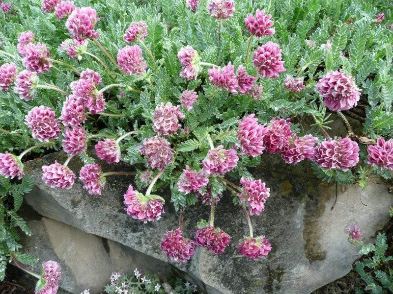 Anthyllis montana
