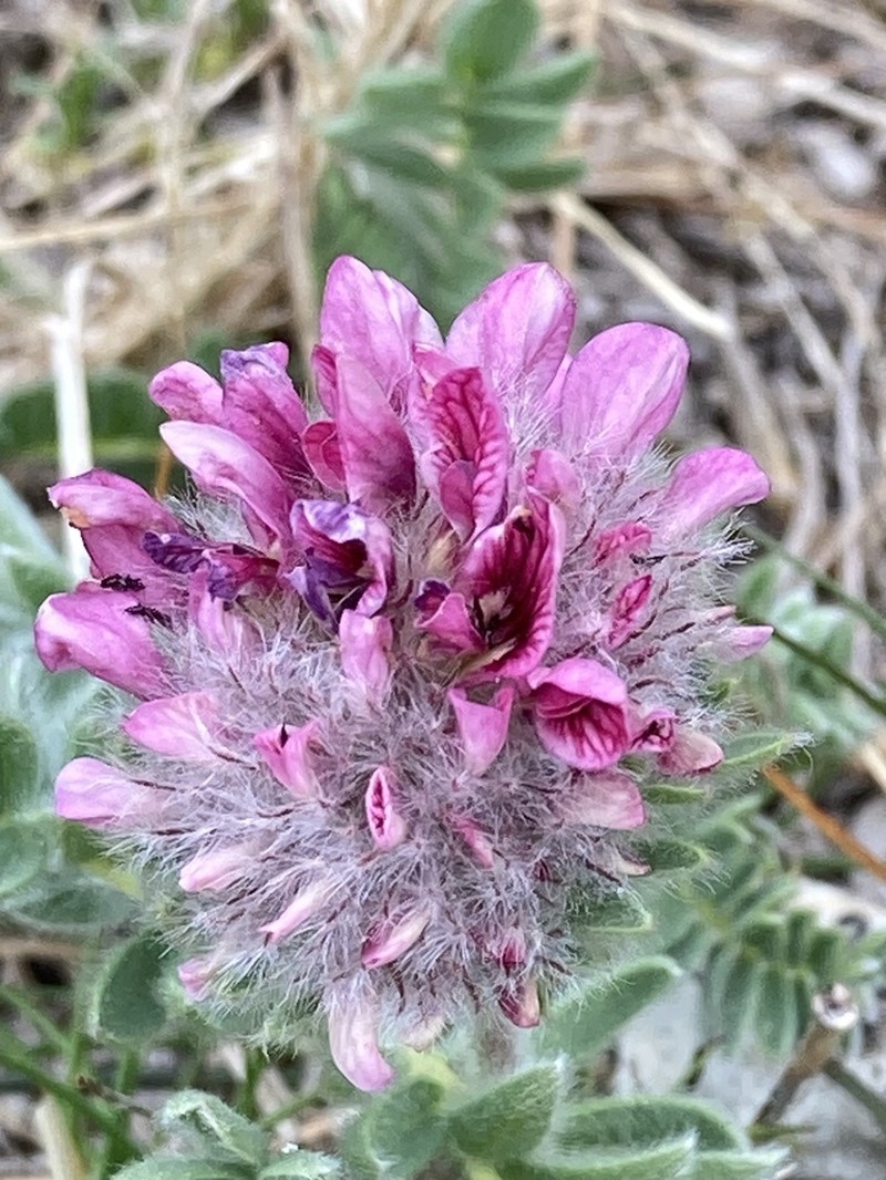 Anthyllis montana photo 2