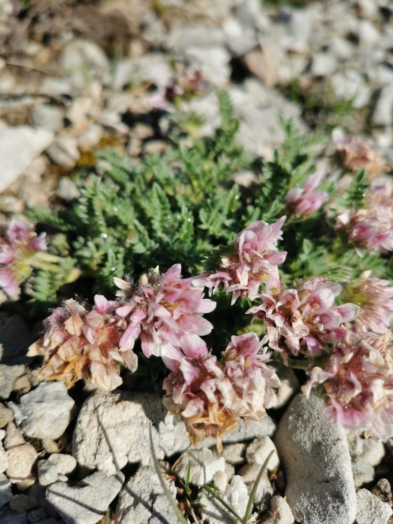 Anthyllis montana photo 4