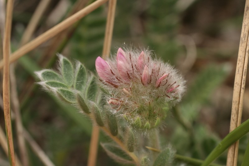Anthyllis montana photo 5