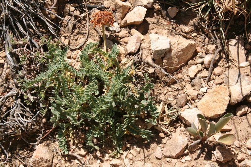 Anthyllis montana photo 6