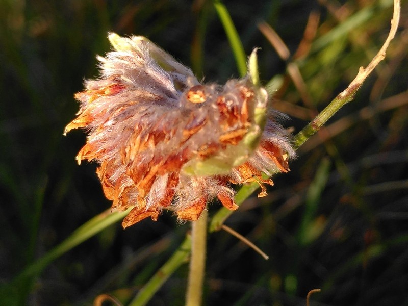 Anthyllis montana photo 7