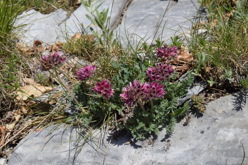 Anthyllis montana subsp. montana