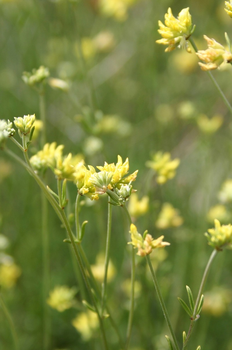 Anthyllis onobrychioides photo 2