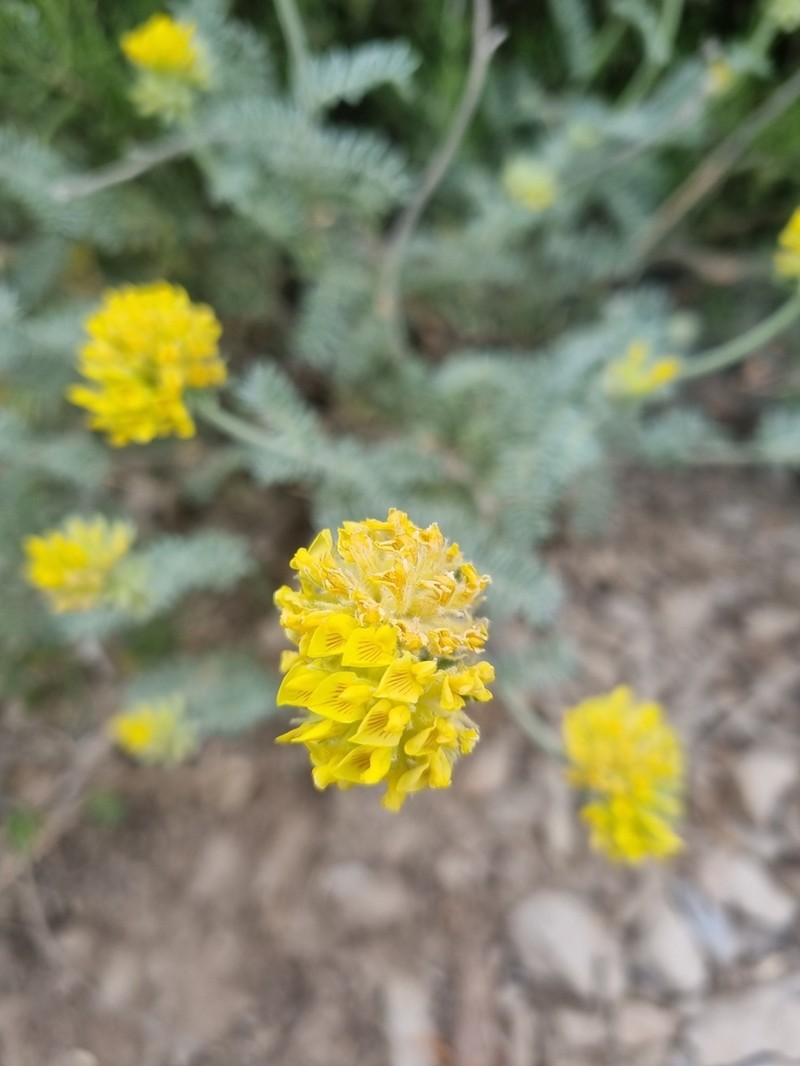 Anthyllis polycephala