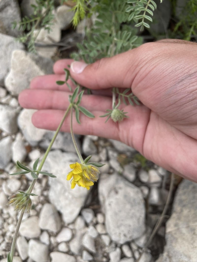 Anthyllis polycephala photo 2