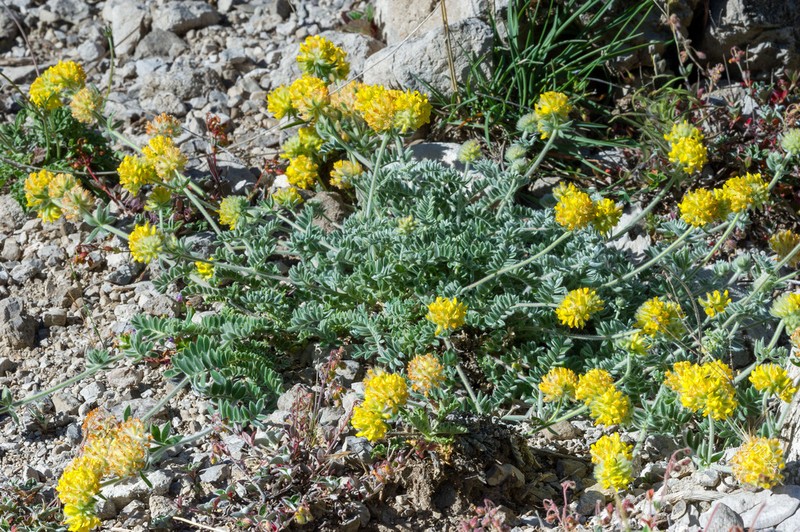 Anthyllis polycephala photo 3