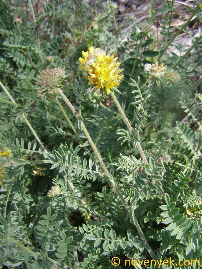 Anthyllis polycephala photo 4