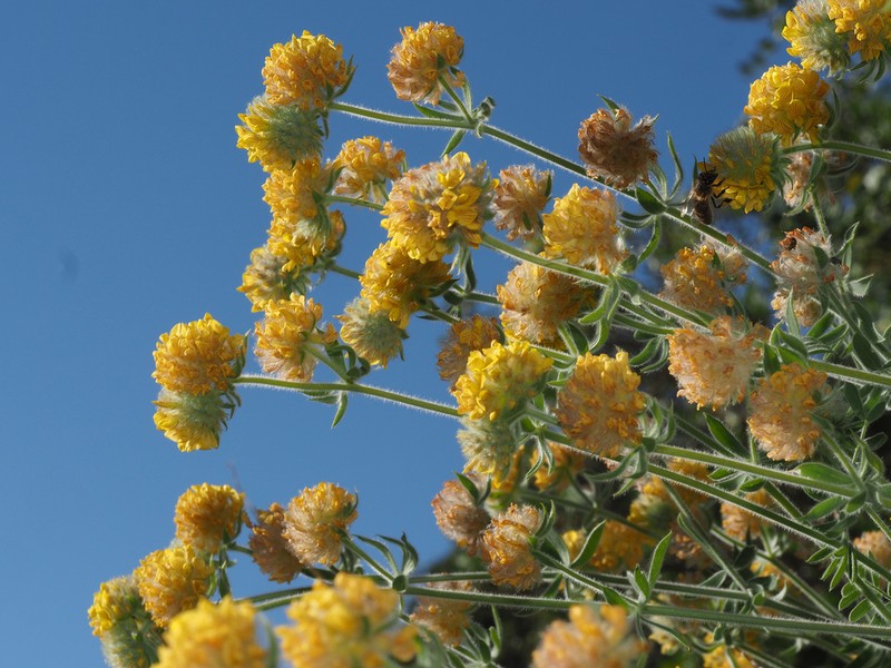 Anthyllis polycephala photo 5