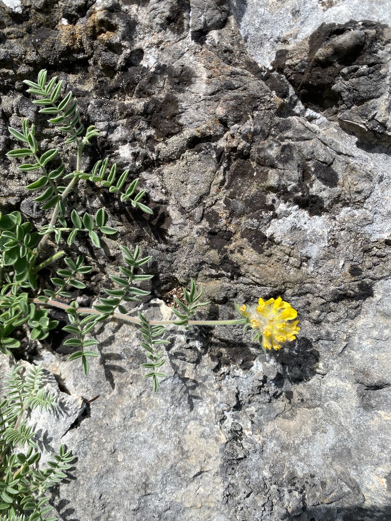 Anthyllis polycephala photo 6