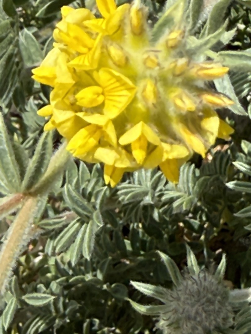 Anthyllis polycephala photo 7