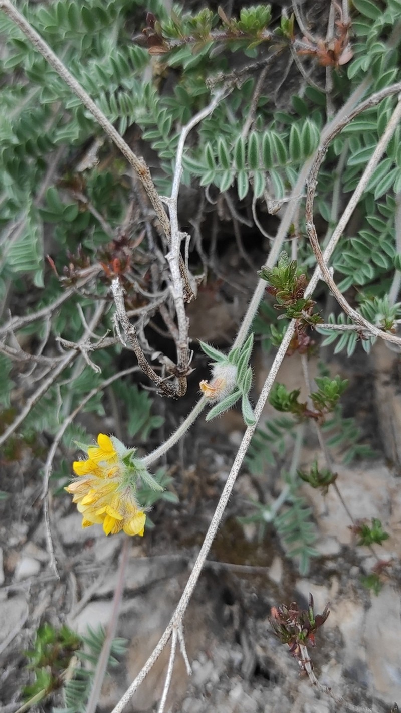 Anthyllis polycephala photo 8