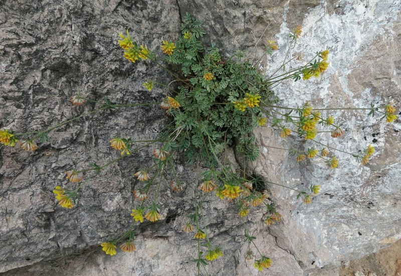 Anthyllis ramburei
