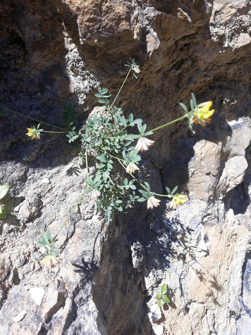 Anthyllis ramburei photo 2
