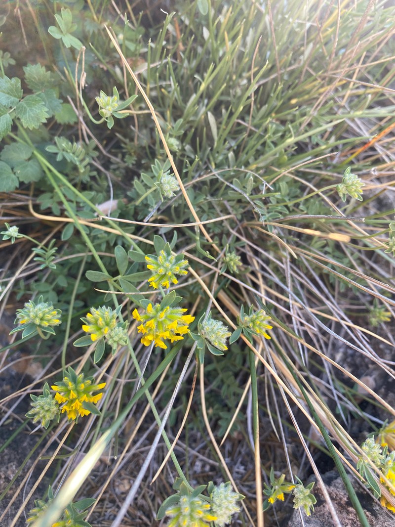 Anthyllis ramburei photo 3