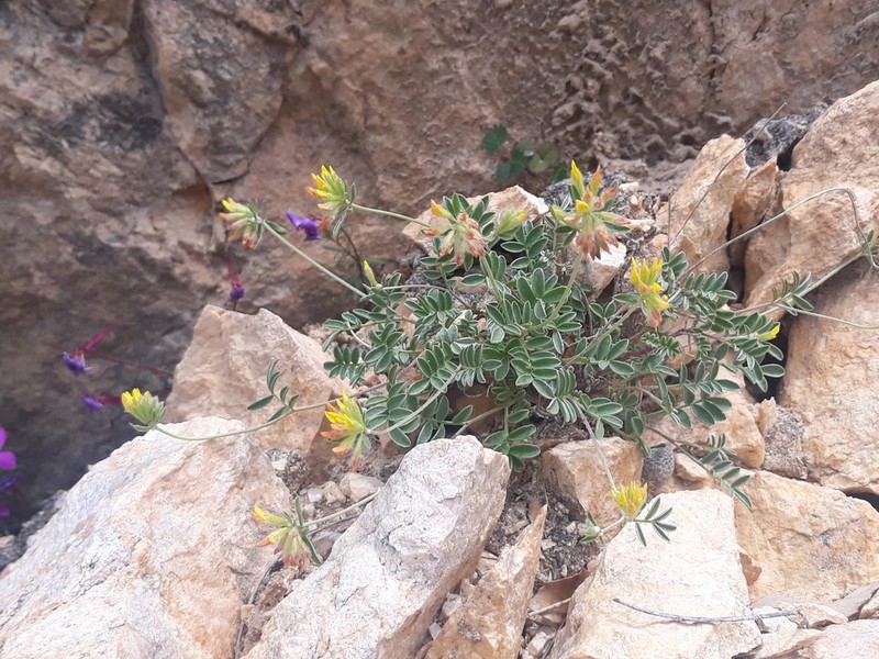 Anthyllis ramburei photo 4