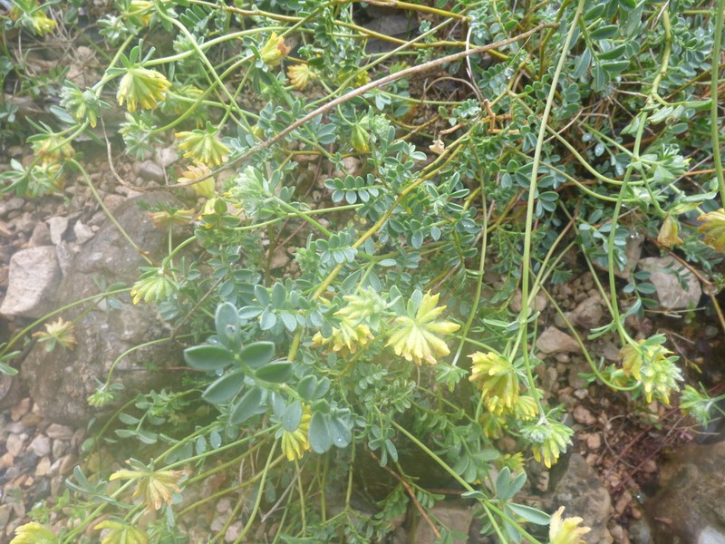 Anthyllis ramburei photo 5