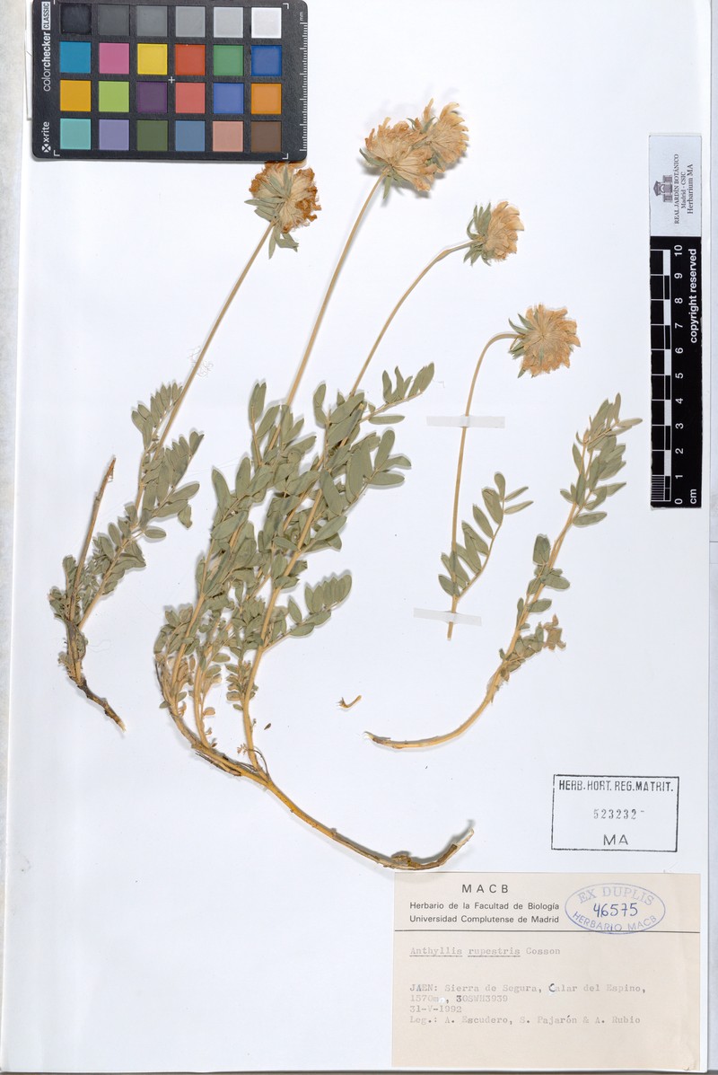 Anthyllis rupestris photo 2