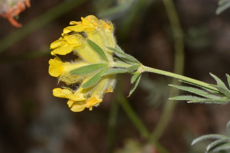 Anthyllis rupestris
