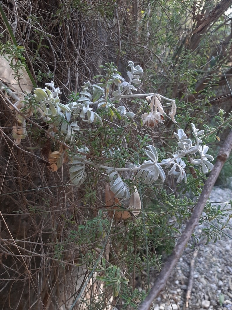 Anthyllis tejedensis
